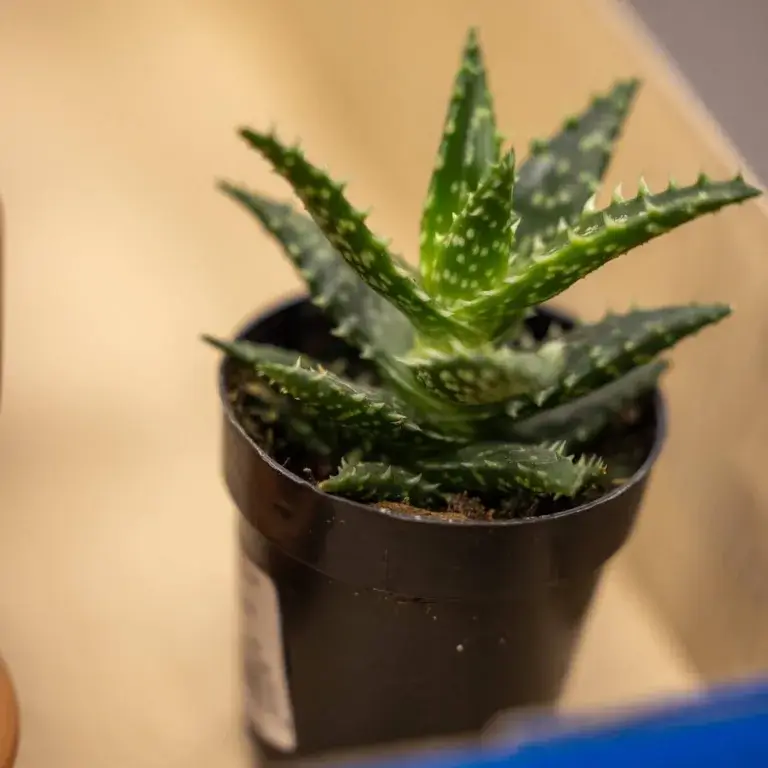 Love Of Learning - Succulents